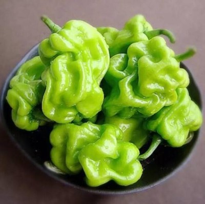 南山莞美膳食管理 生鲜蔬菜配送的领航者